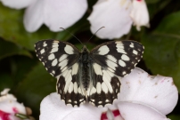 Le Demi-deuil, L'chiquier, L'chiquier commun ou L'Arge galathe. Une femelle (Lpidoptre - Nymphalidae - Melanargia galathea) 